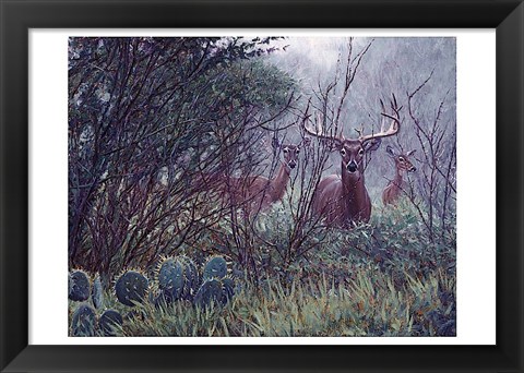 Framed Lone Star Whitetail Print