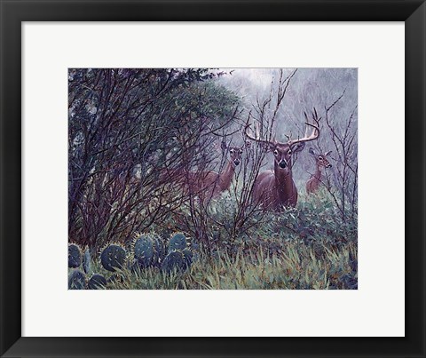 Framed Lone Star Whitetail Print