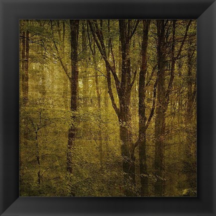 Framed Fog in Mountain Trees No. 2 Print