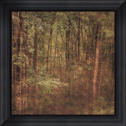 Framed Fog in Mountain Trees Print