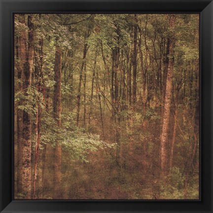 Framed Fog in Mountain Trees Print