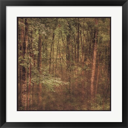 Framed Fog in Mountain Trees Print