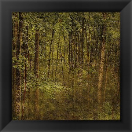 Framed Fog in Mountain Trees Print