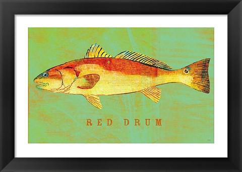 Framed Red Drum Print