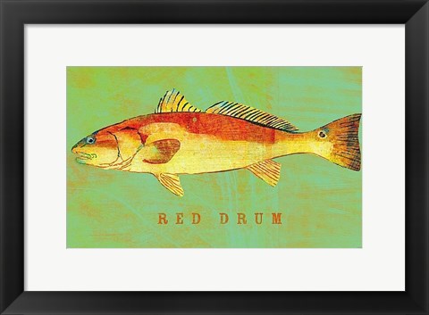 Framed Red Drum Print