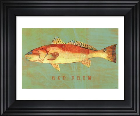 Framed Red Drum Print