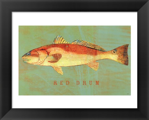 Framed Red Drum Print