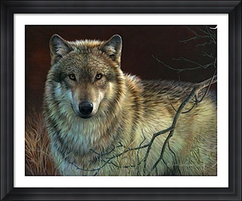 Framed Uninterrupted Stare- Gray Wolf Print