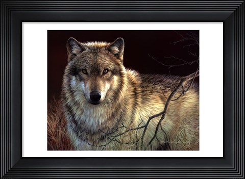 Framed Uninterrupted Stare- Gray Wolf Print