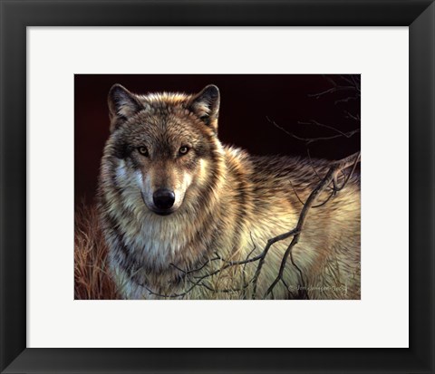 Framed Uninterrupted Stare- Gray Wolf Print