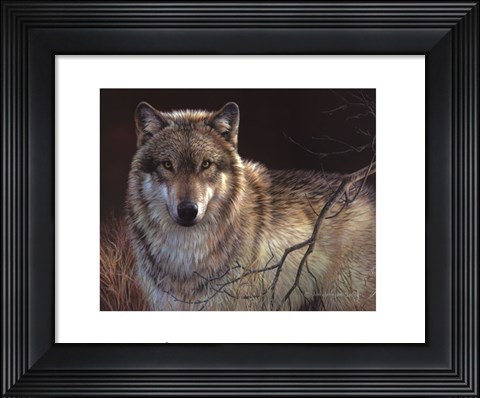 Framed Uninterrupted Stare- Gray Wolf Print