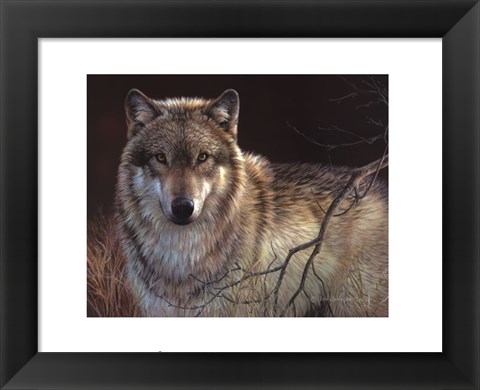 Framed Uninterrupted Stare- Gray Wolf Print