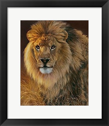 Framed Power and Presence- African Lion Print