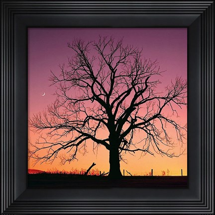 Framed Arboral Afterglow Print