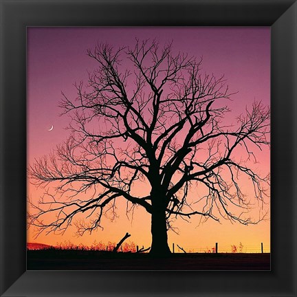 Framed Arboral Afterglow Print