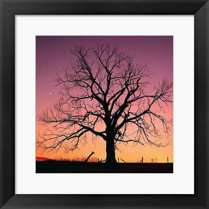 Framed Arboral Afterglow Print