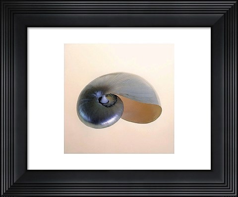 Framed Polished Nautilus Print