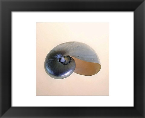 Framed Polished Nautilus Print