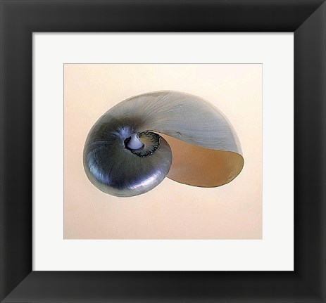 Framed Polished Nautilus Print