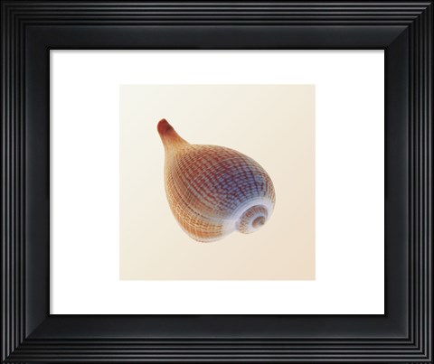 Framed Fig Shell Print