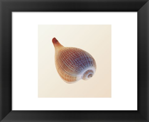 Framed Fig Shell Print