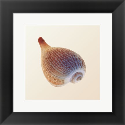 Framed Fig Shell Print