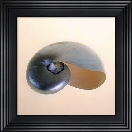 Framed Polished Nautilus Print