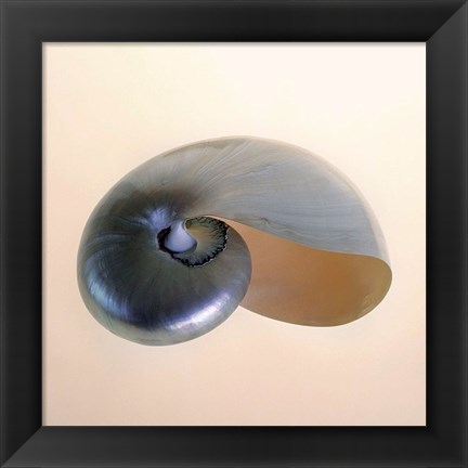 Framed Polished Nautilus Print