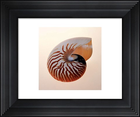 Framed Nautilus Print