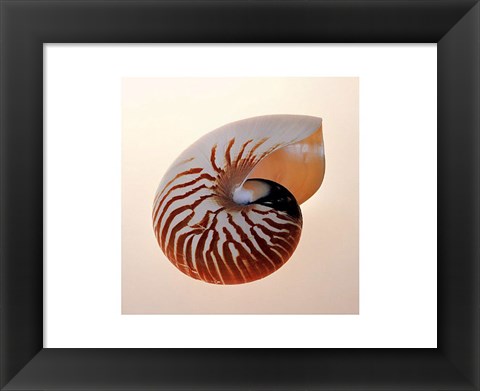 Framed Nautilus Print