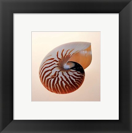 Framed Nautilus Print