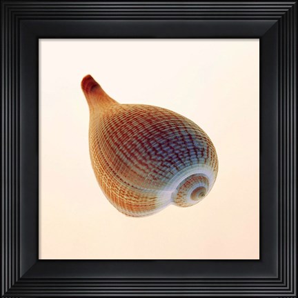 Framed Fig Shell Print