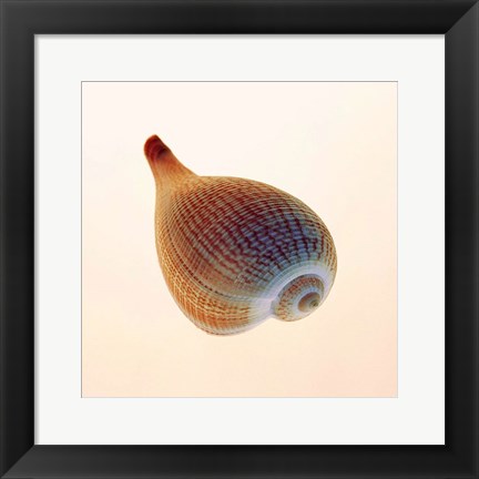 Framed Fig Shell Print