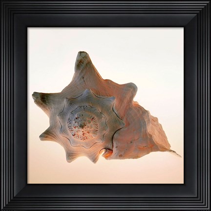 Framed Conch Print