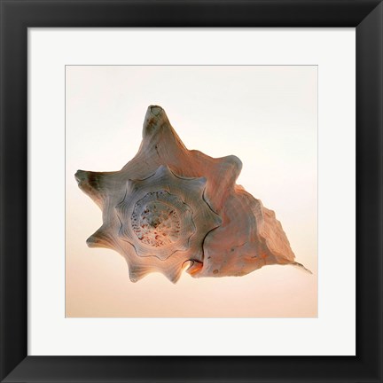 Framed Conch Print