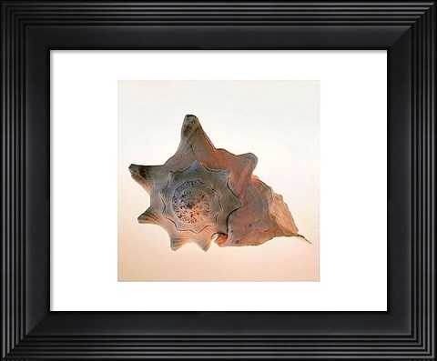 Framed Conch Print