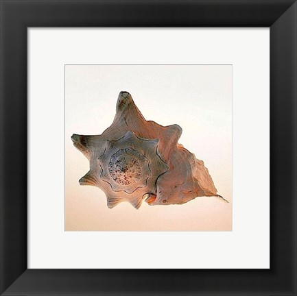 Framed Conch Print