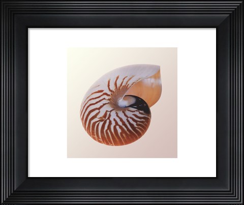 Framed Nautilus Print