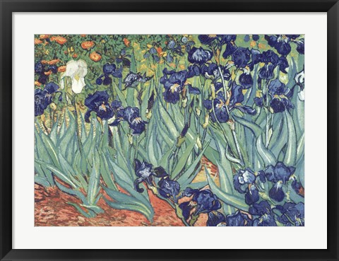 Framed Irises in the Garden Print