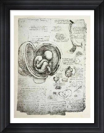 Framed Human Fetus in the Womb Print