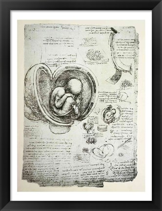 Framed Human Fetus in the Womb Print