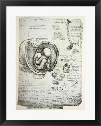 Framed Human Fetus in the Womb Print