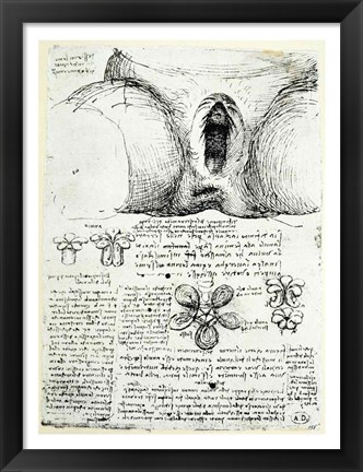 Framed Female Sexual Organs Print