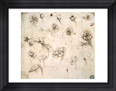 Framed Study of the Flowers of Grass-like Plants Print