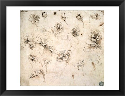 Framed Study of the Flowers of Grass-like Plants Print