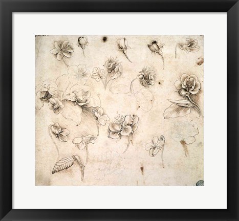 Framed Study of the Flowers of Grass-like Plants Print