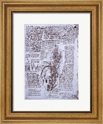 Framed Heart and the bronchial arteries Print