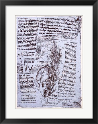 Framed Heart and the bronchial arteries Print