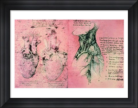 Framed Anatomical drawing of hearts and blood vessels Print