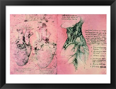 Framed Anatomical drawing of hearts and blood vessels Print